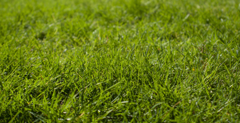 Zielony, zadbany trawnik w ogrodzie